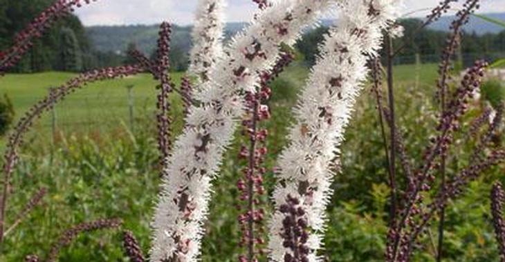 Actaea simplex 'Brunette'